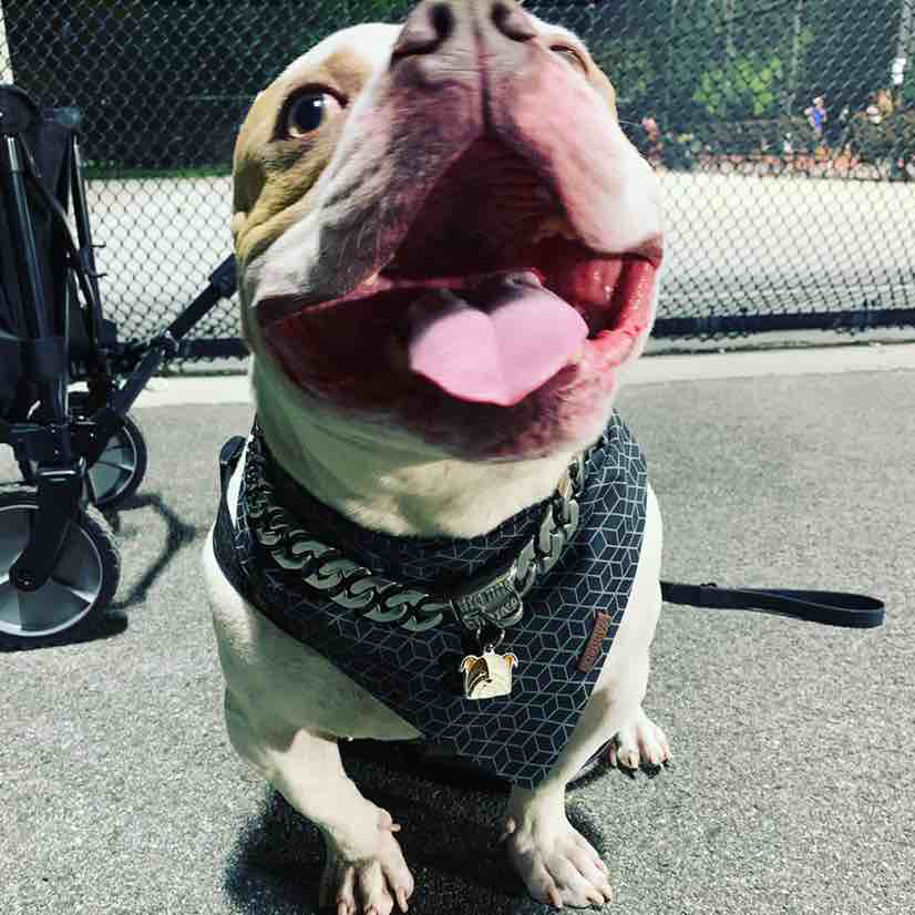 A picture of Chico, a 5 years 9 months old Other dog.