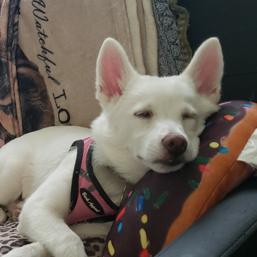 A picture of Yuki, a 2 years 2 months old Other Mix dog.