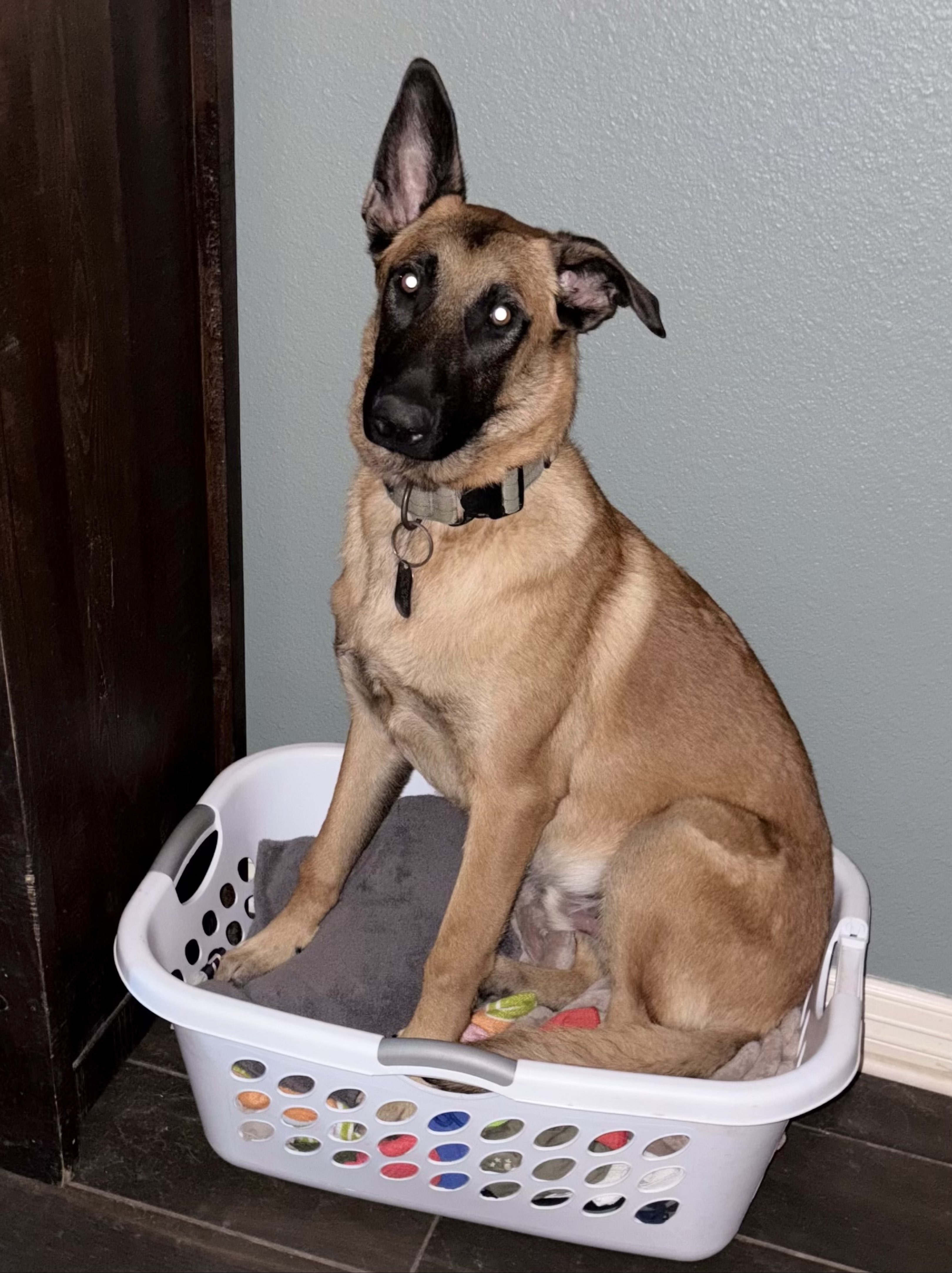 A picture of Colt, a 7 months old Other dog.