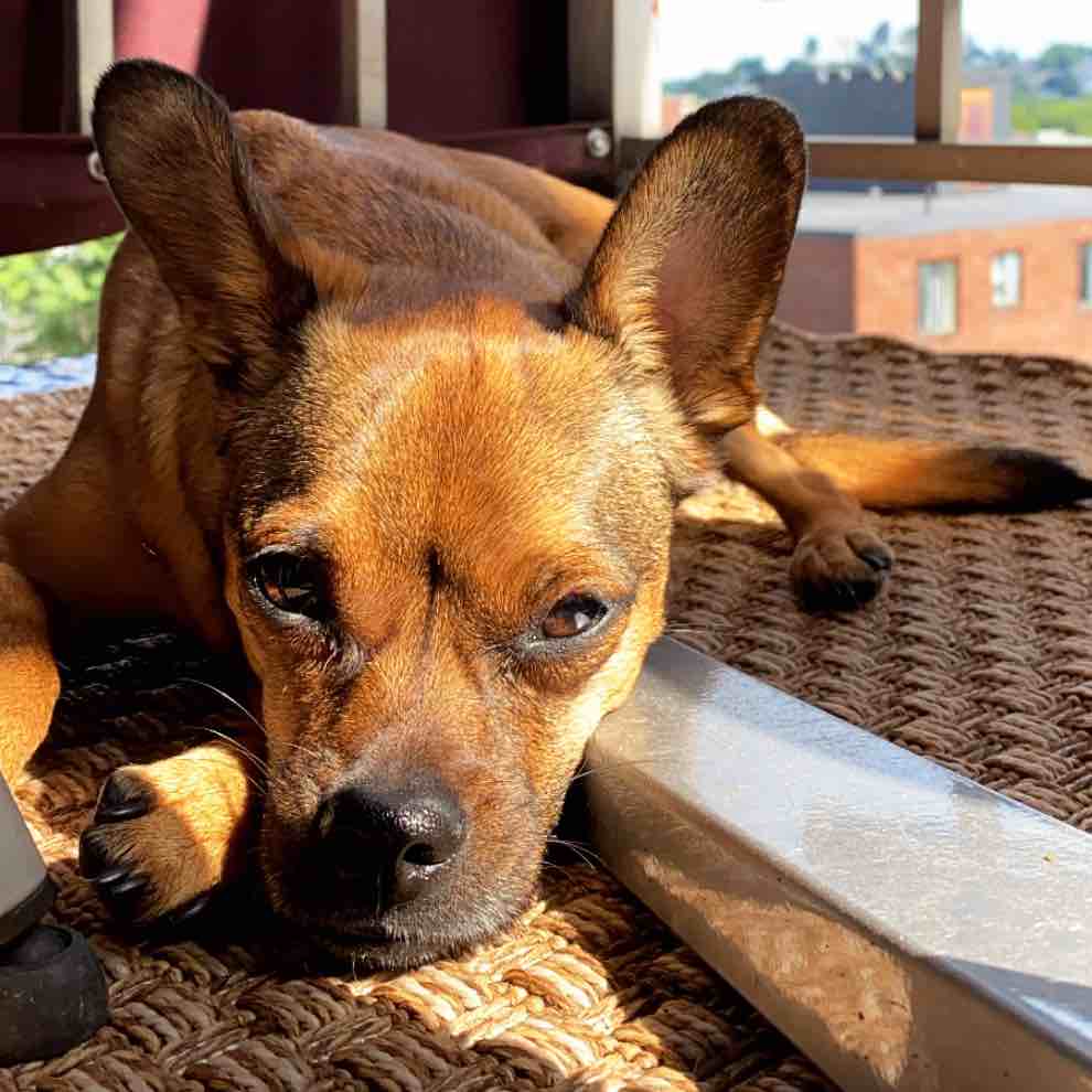A picture of Bubzy, a 7 years 4 months old Other Mix dog.
