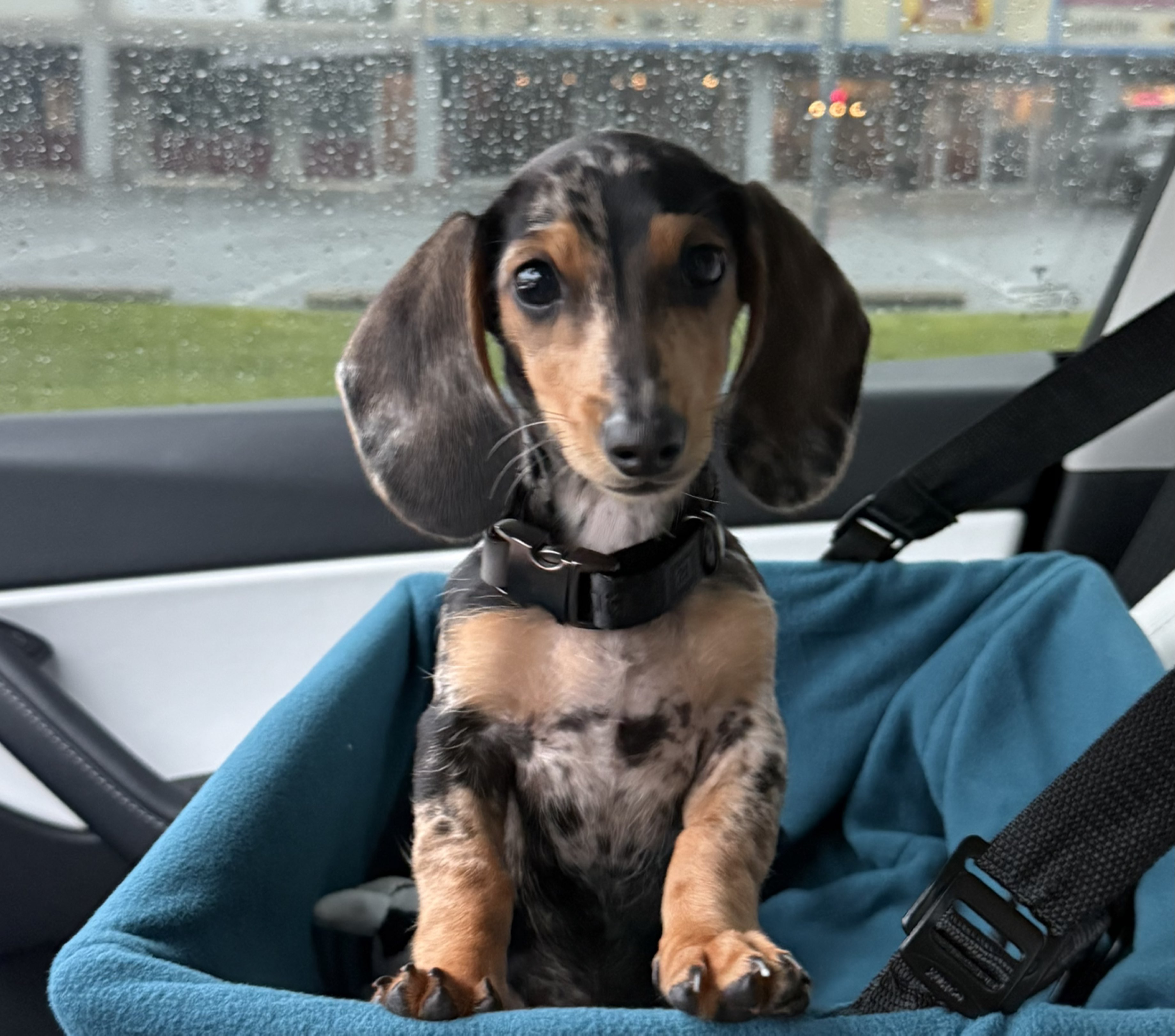 A picture of Sanchito, a 5 months old Other dog.