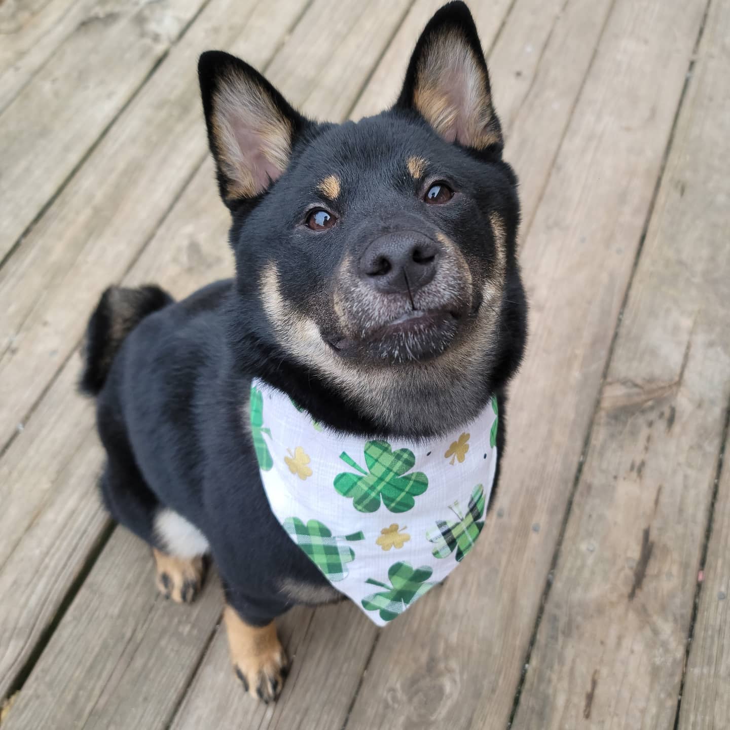 A picture of Joji, a 4 years 9 months old Other dog.
