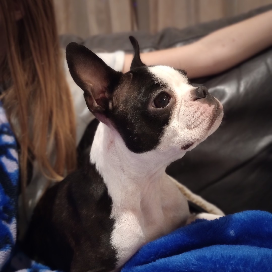 A picture of Wolf Ridges Ginny Weasley, a 4 years 4 months old Other dog.