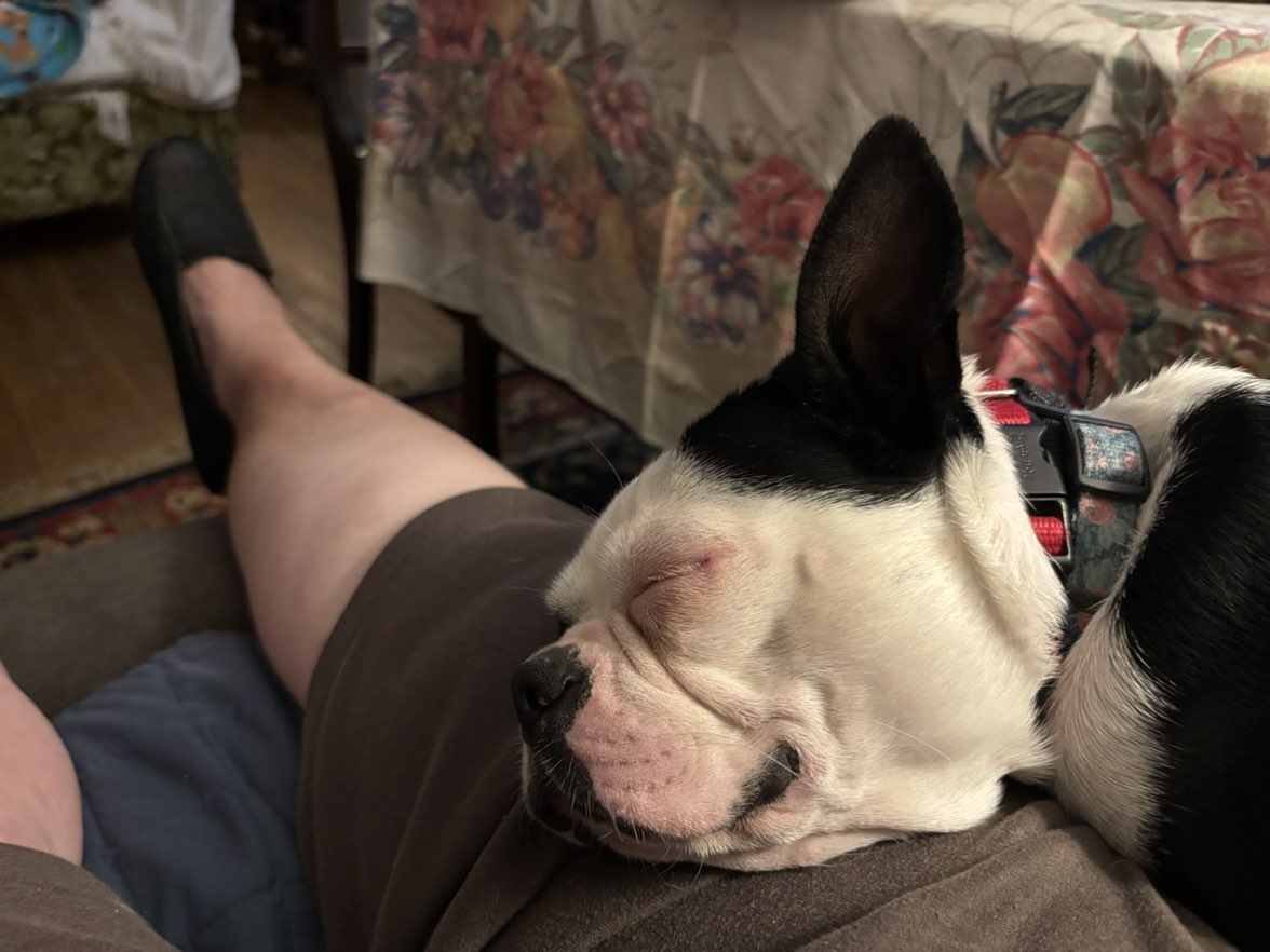 A picture of Pookie, a 2 years 8 months old Other dog.