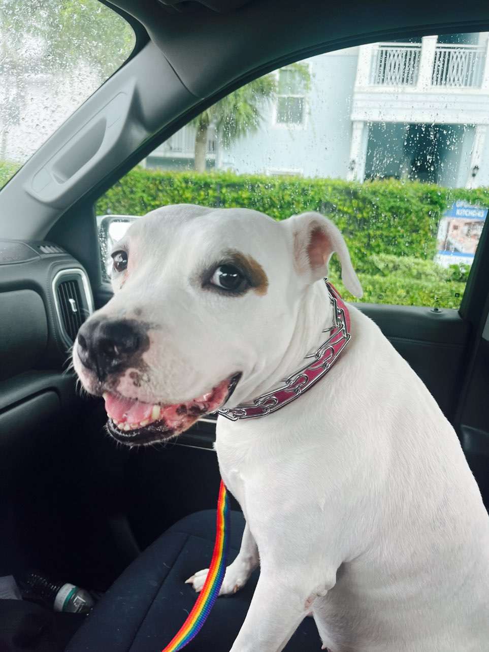 A picture of Bahama, a 10 years 6 months old Other dog.