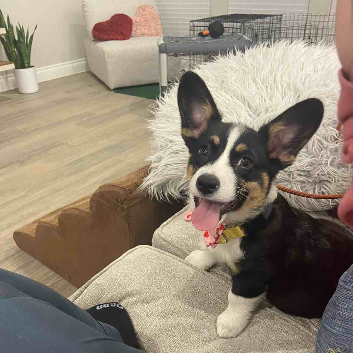 A picture of Zuko PawL Atreides, a 3 years 8 months old Other dog.