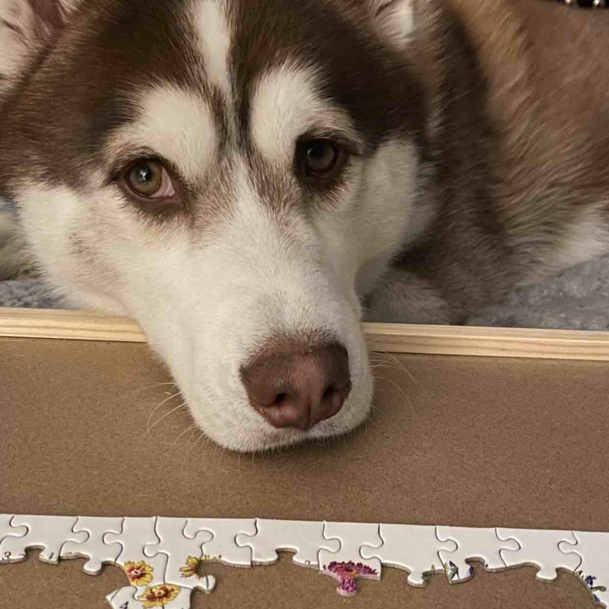 A picture of Sasuke, a 4 years 9 months old Other dog.