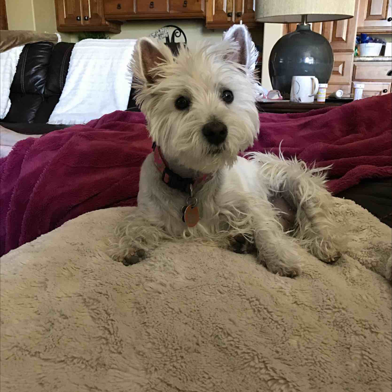 A picture of JORGI, a 4 years 8 months old Other dog.