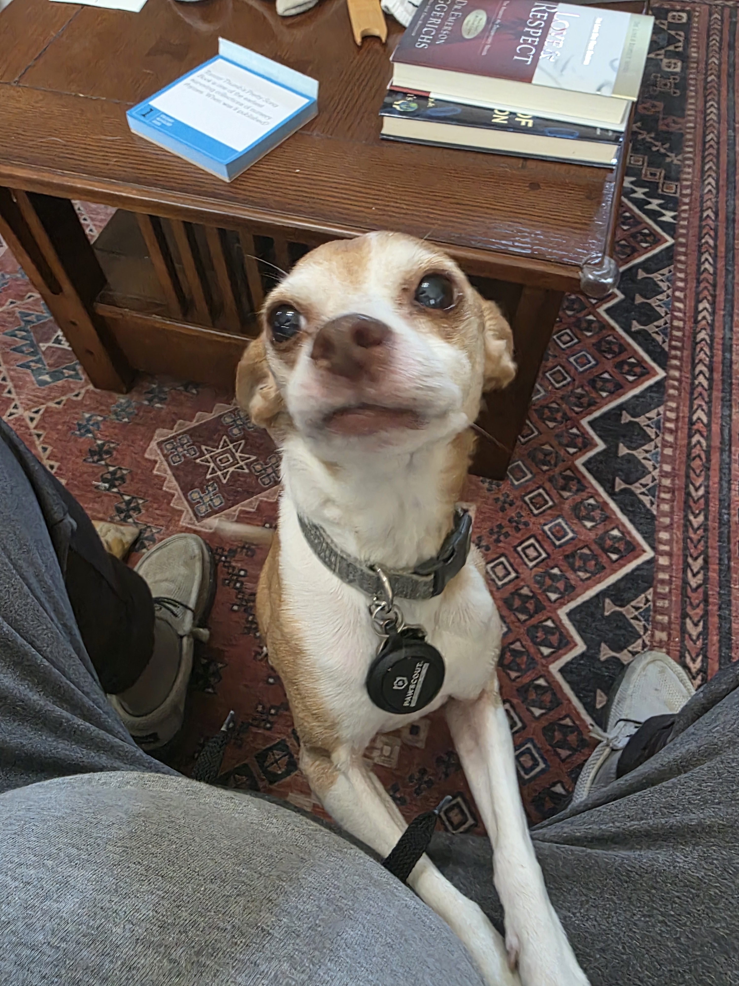 A picture of Cheech, a 10 years 8 months old Other dog.