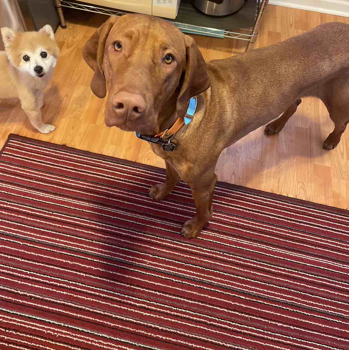 A picture of Chicken, a 3 years 10 months old Other dog.