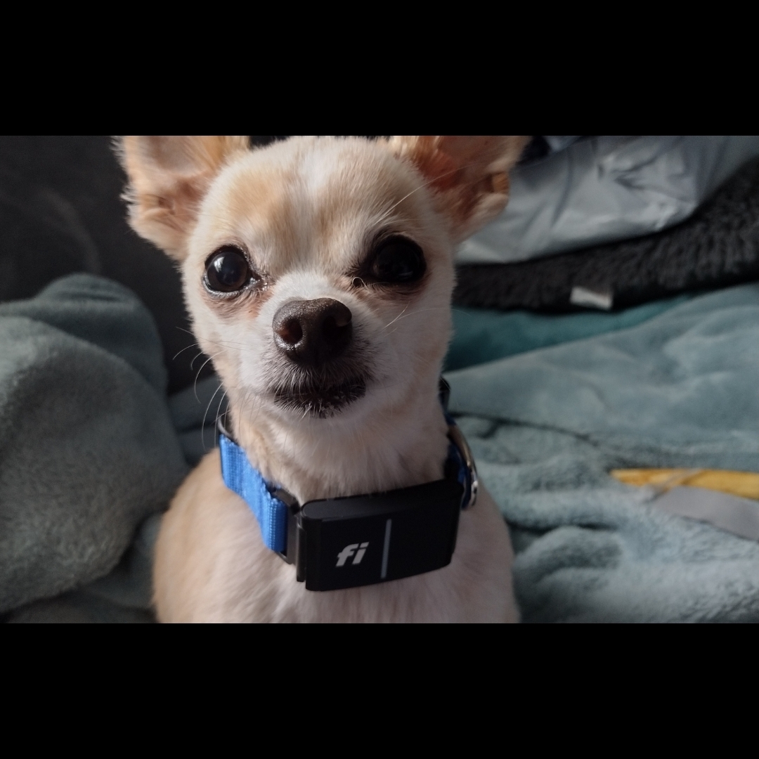 A picture of CJ, a 10 years old Other dog.
