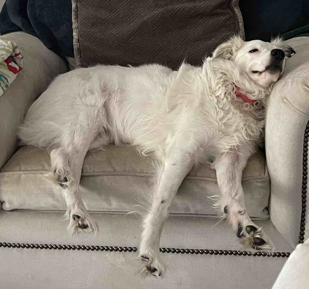 A picture of Cora, a 7 years 9 months old Other dog.