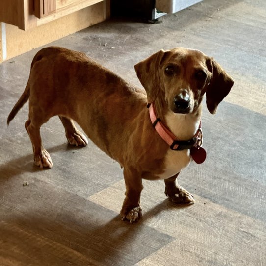A picture of Mozy, a 6 years 6 months old Other dog.