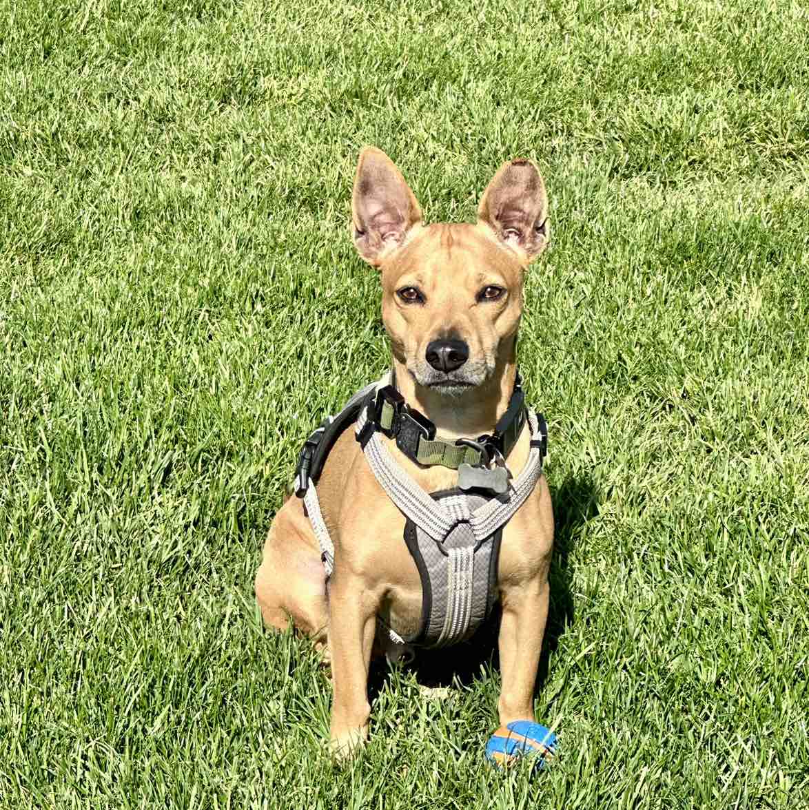 A picture of Winchester, a 5 years 4 months old Other Mix dog.