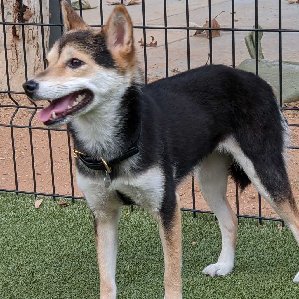 A picture of Eevee, a 6 years 2 months old Other Mix dog.