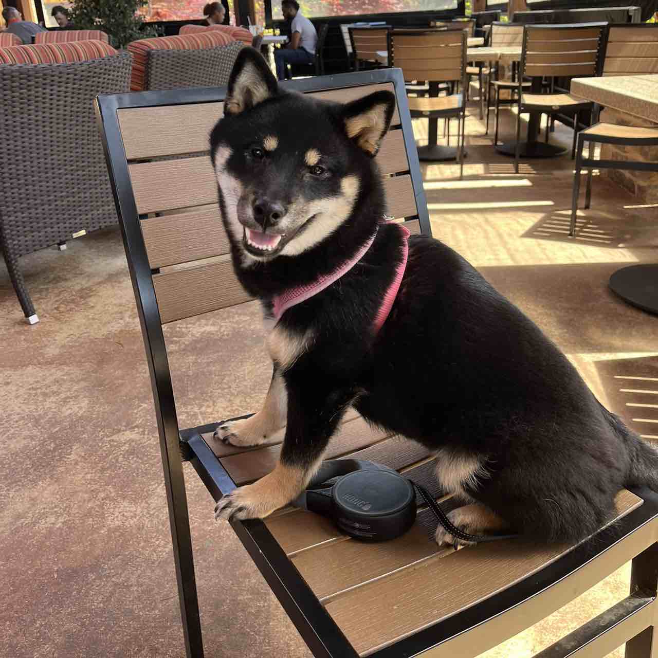 A picture of Chihiro, a 3 years 10 months old Other dog.