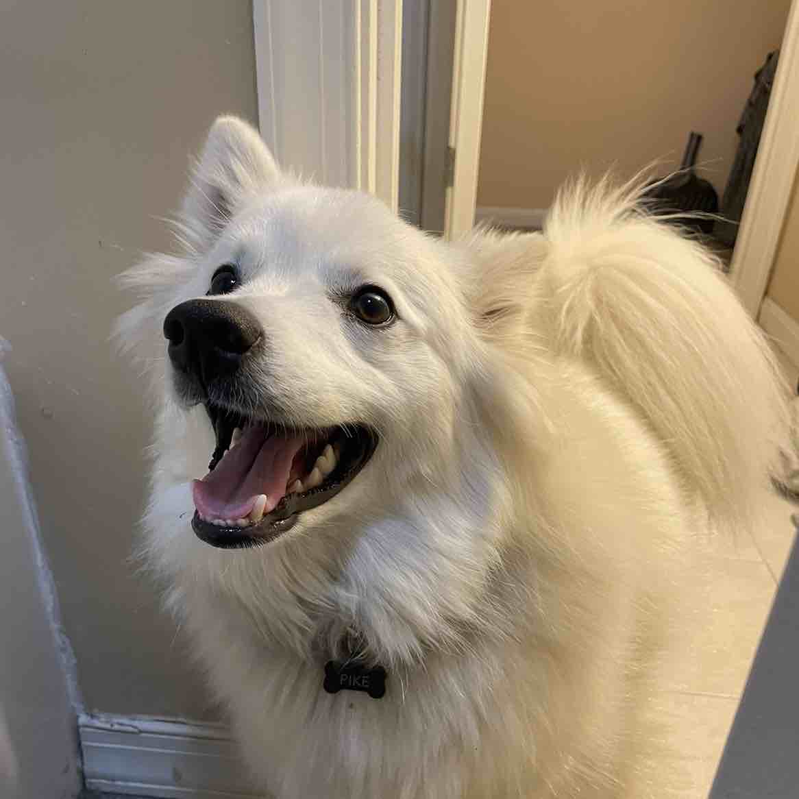 A picture of Pike, a 5 years 5 months old American Eskimo Dog dog.