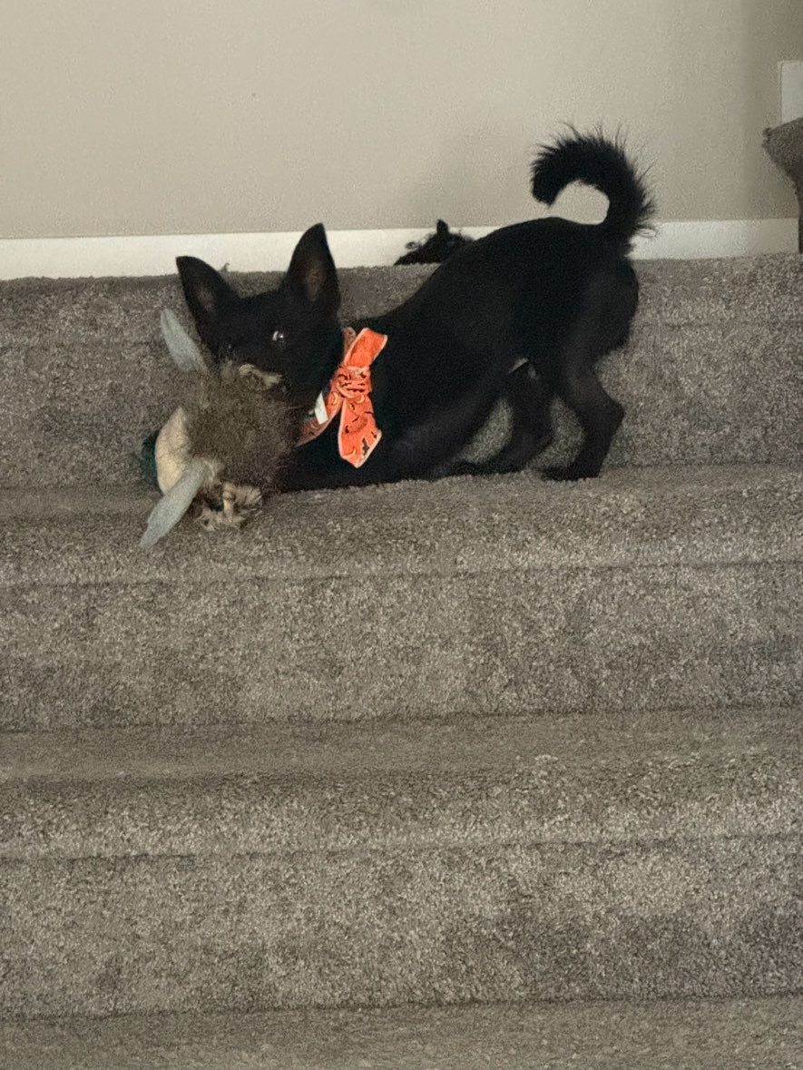 A picture of Astro, a 11 months old Other Mix dog.