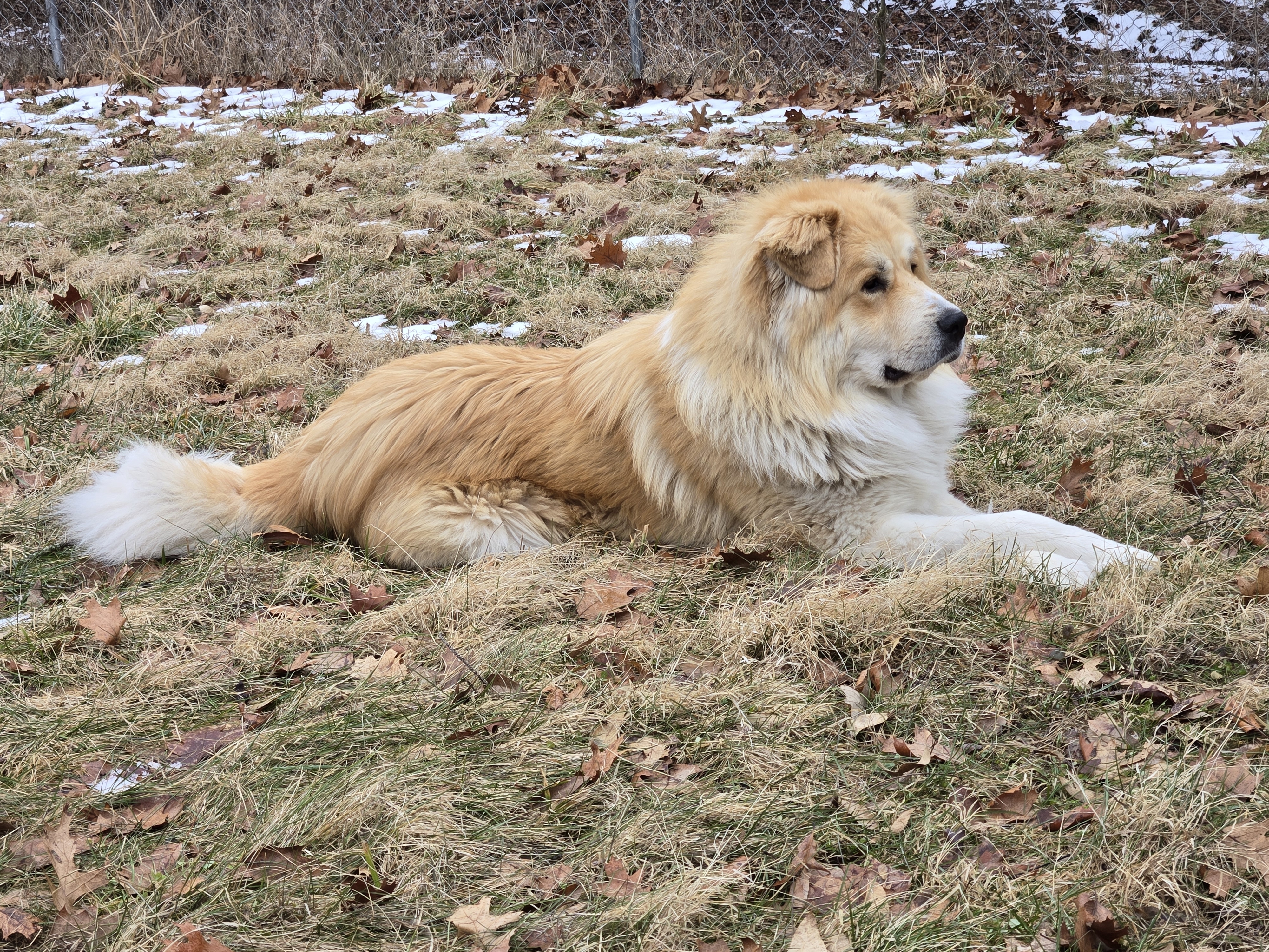 A picture of Ruffles, a 2 years 11 months old Other Mix dog.