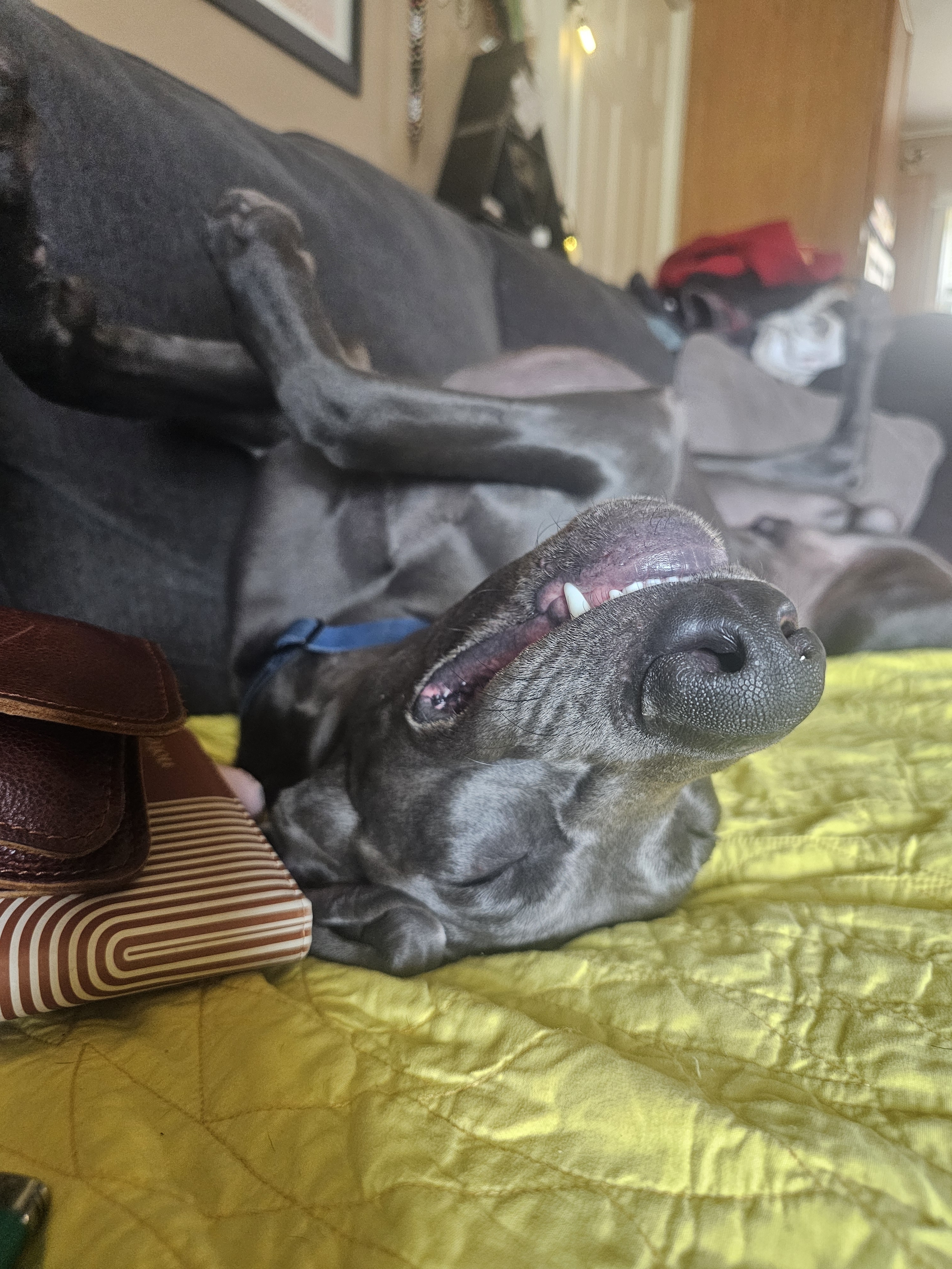 A picture of Cerberus Buford Tookie Sallee, a 1 year 10 months old Other dog.