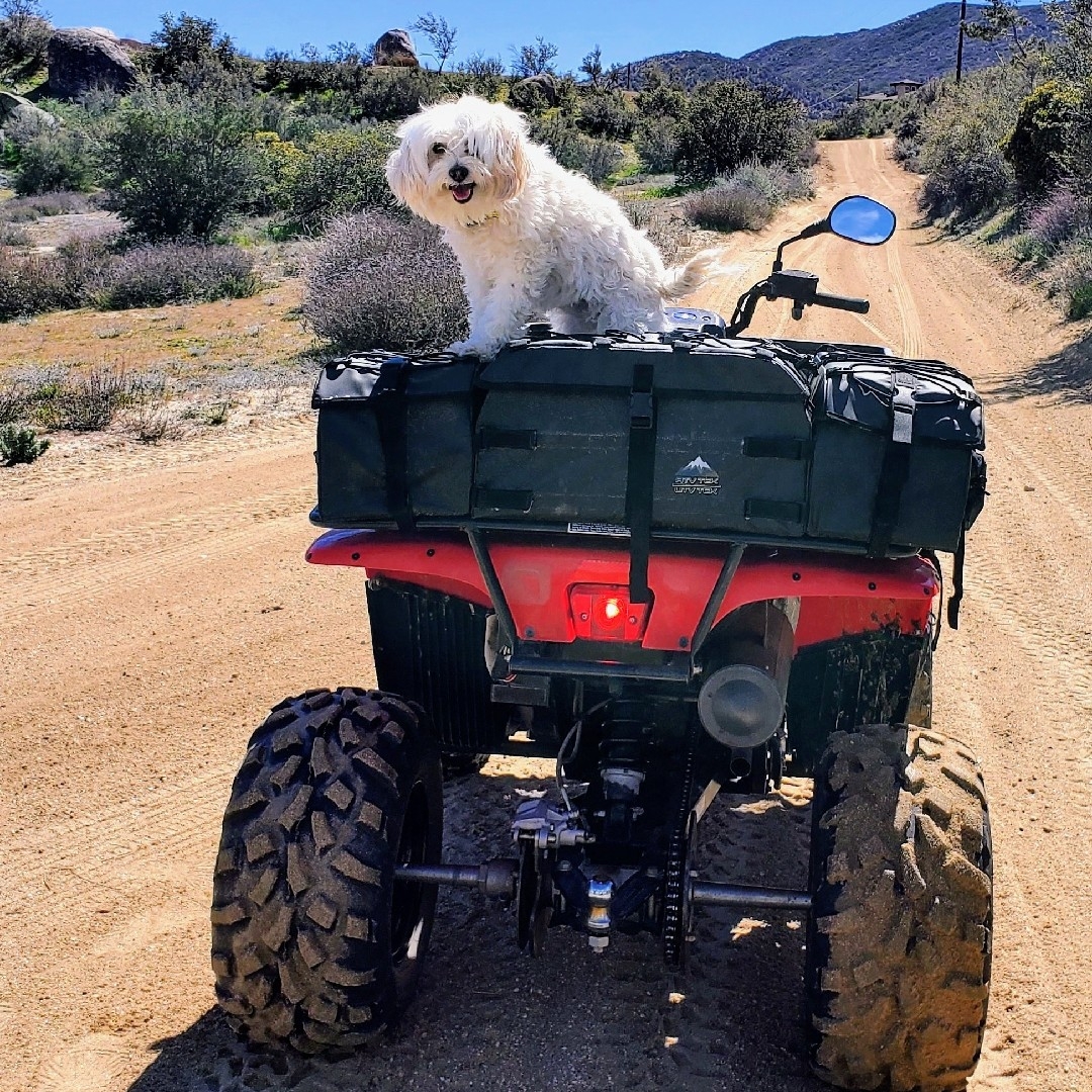 A picture of Coconut, a 9 years 1 month old Other dog.
