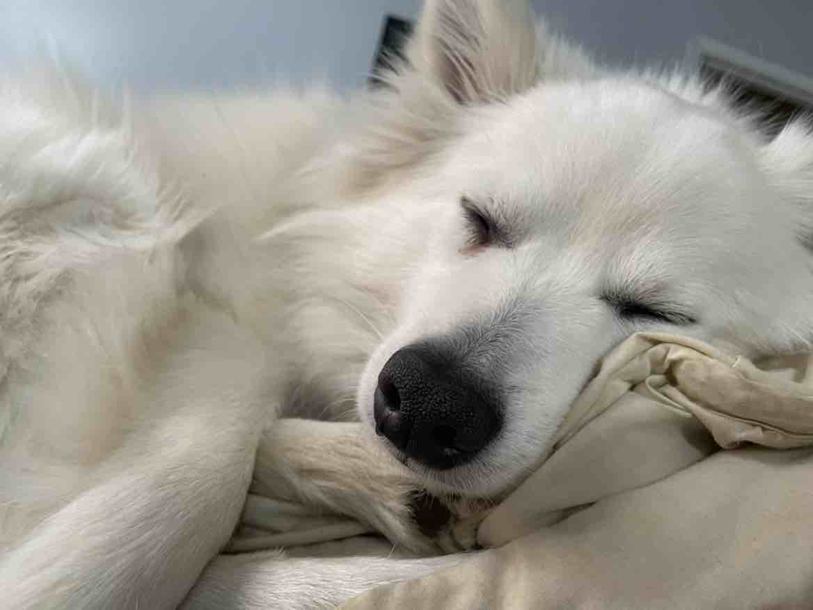 A picture of Pike, a 5 years 5 months old American Eskimo Dog dog.