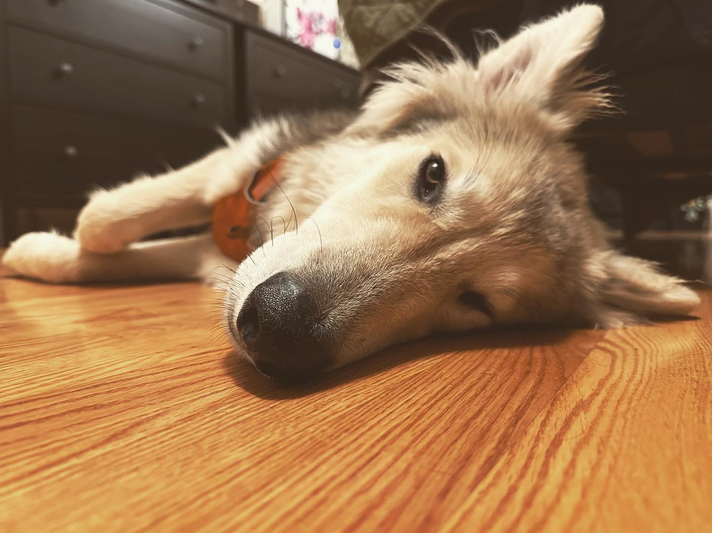 A picture of Dex, a 3 years 3 months old Other Mix dog.