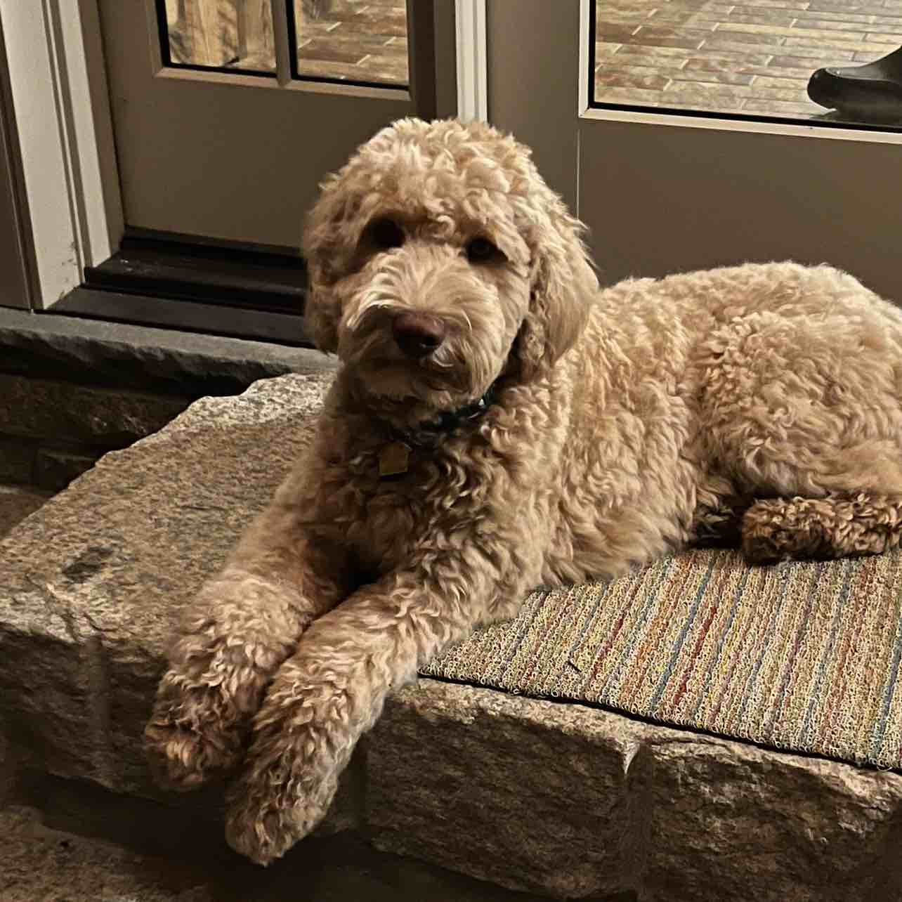 A picture of Wolly, a 3 years 3 months old Other dog.
