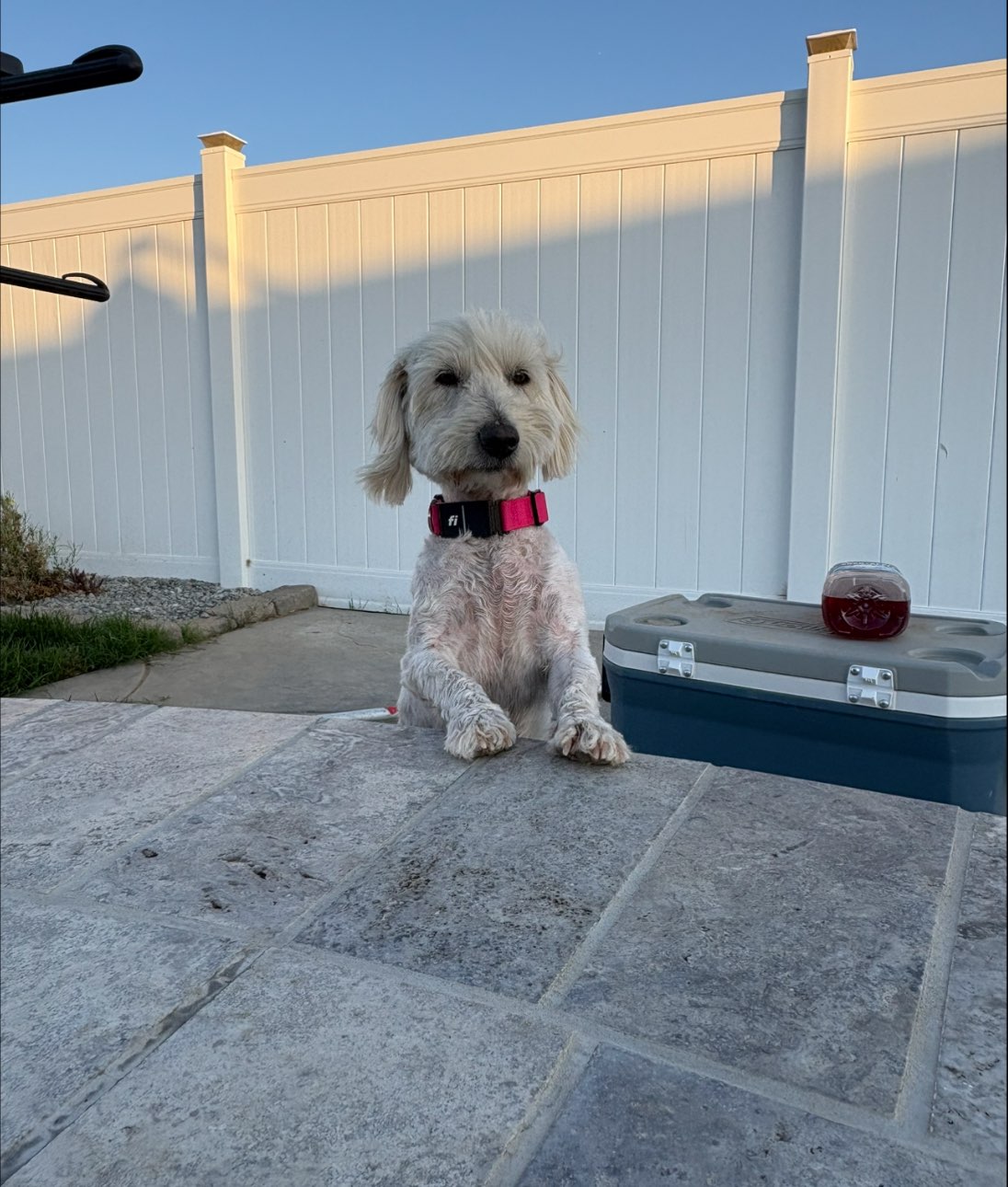 A picture of Nilly Vanilly, a 4 years 8 months old Other Mix dog.