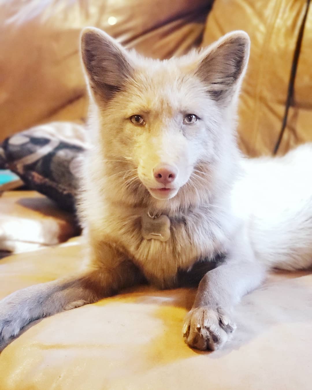 A picture of Khaleesi, a 6 years 2 months old Other Mix dog.