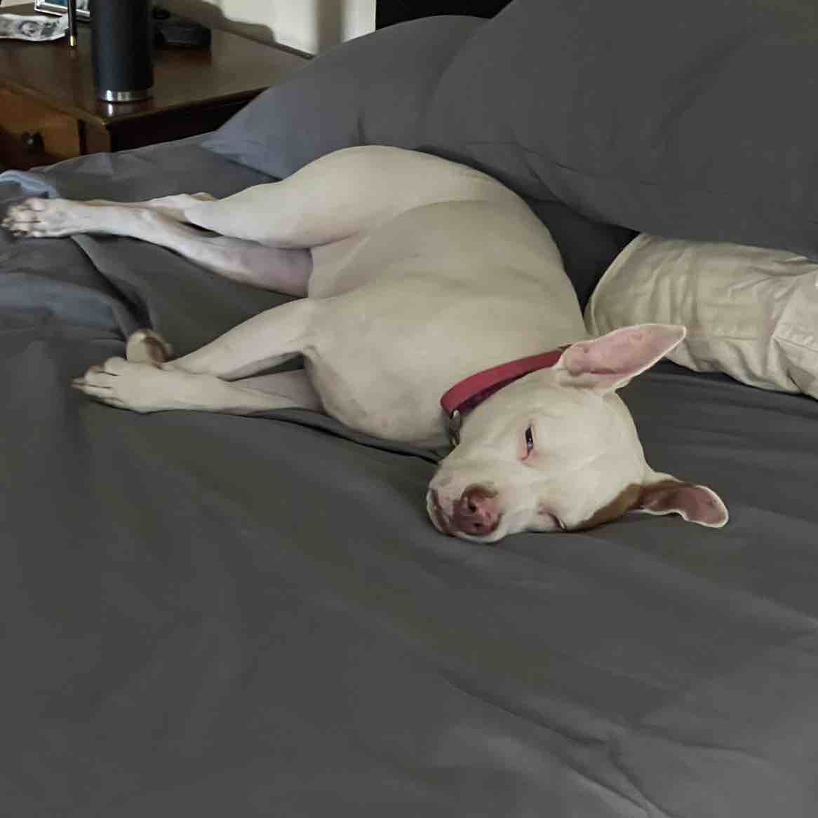 A picture of Sue Que, a 11 years old Other dog.