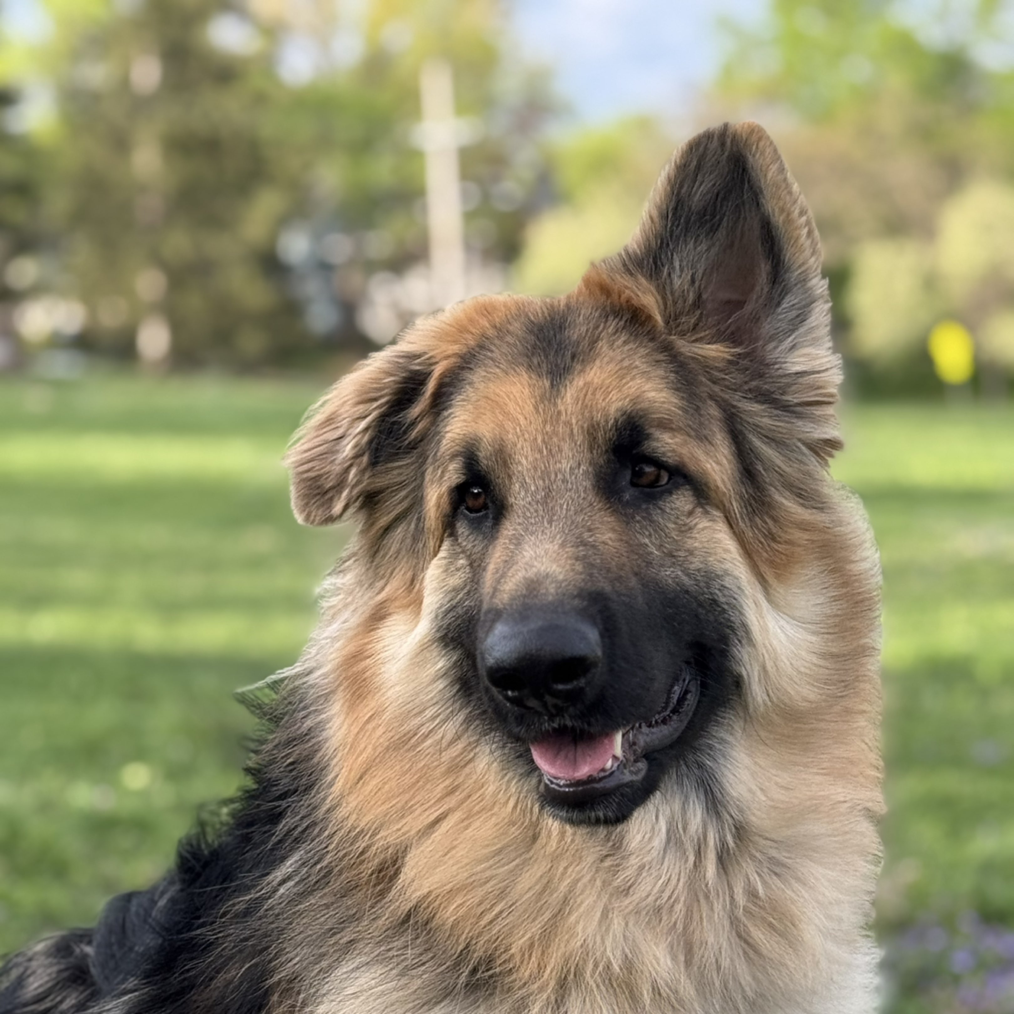 A picture of Alex, a 2 years 4 months old Other dog.
