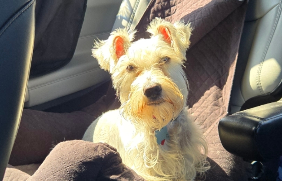 A picture of Laila Marie, a 2 years old Other dog.