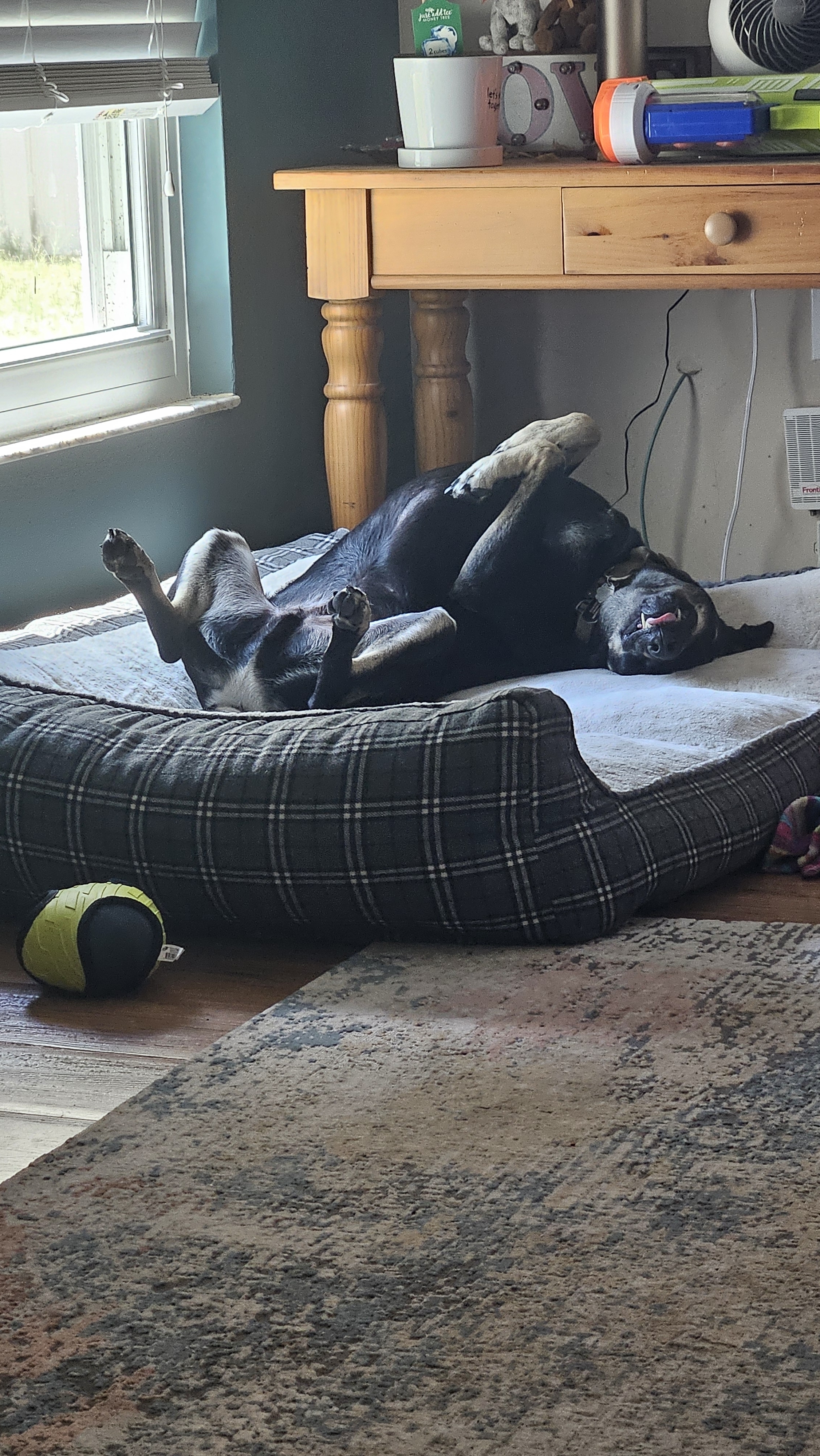 A picture of Krypto, a 5 years 2 months old Other Mix dog.