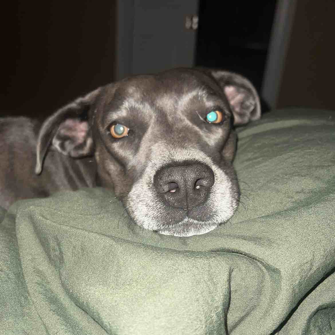 A picture of Blu, a 4 years 8 months old Other dog.