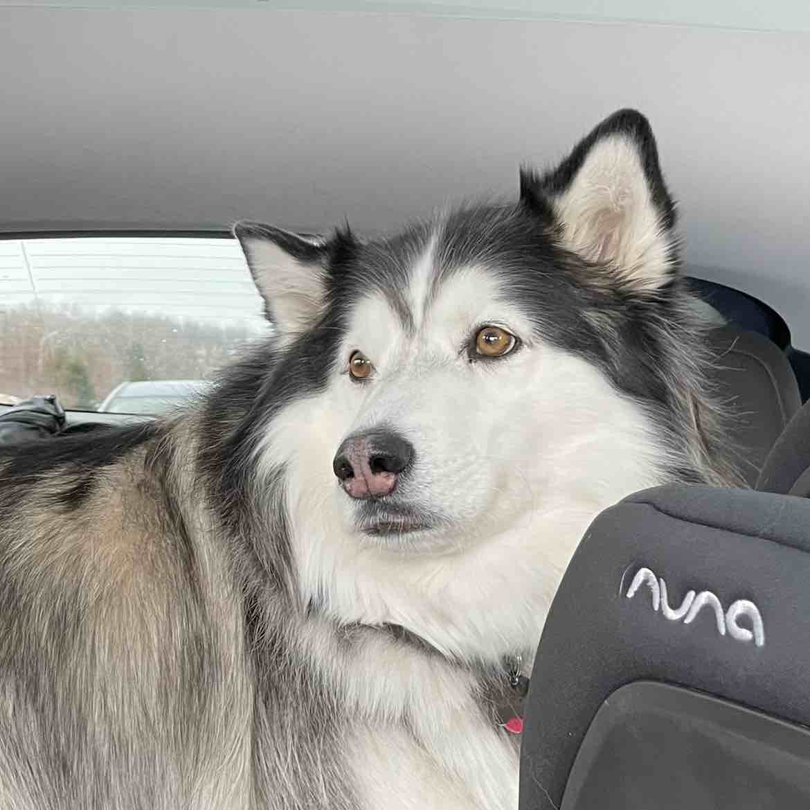 A picture of Nanook, a 9 years 9 months old Other dog.