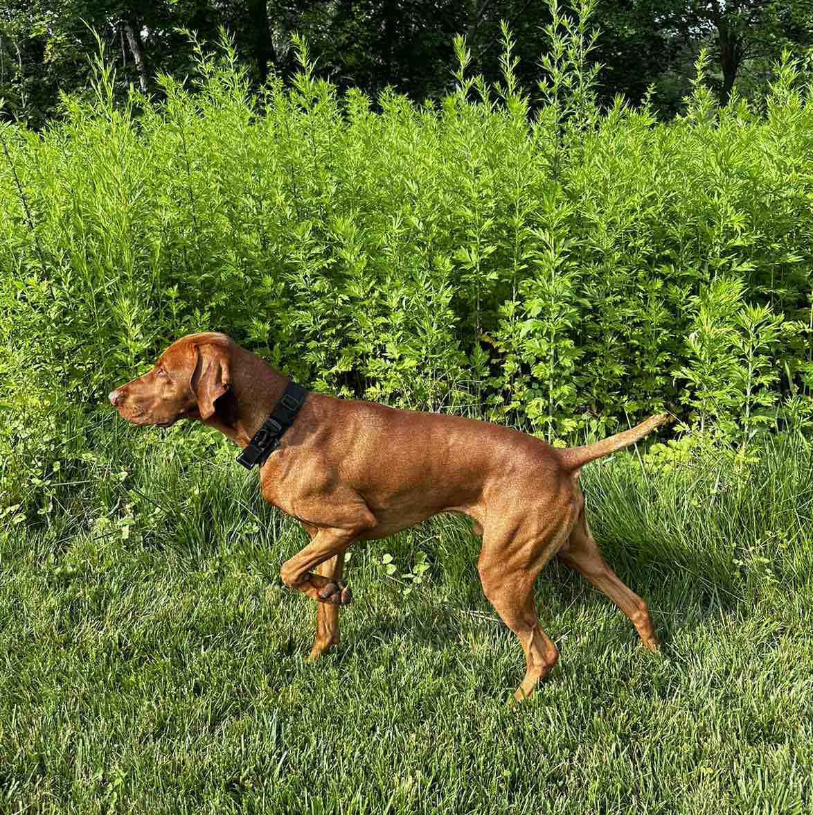 A picture of Koho, a 3 years 6 months old Other dog.