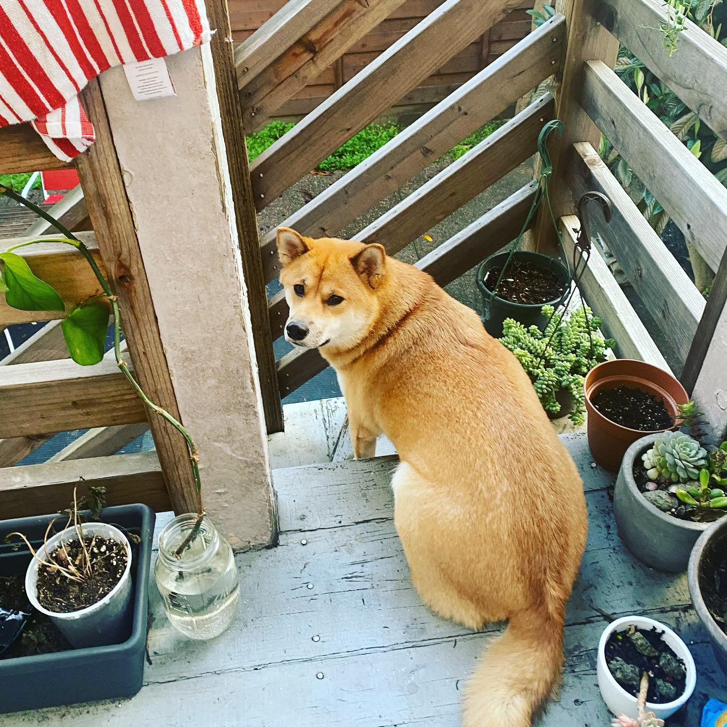 A picture of Sheru, a 5 years 8 months old Other dog.