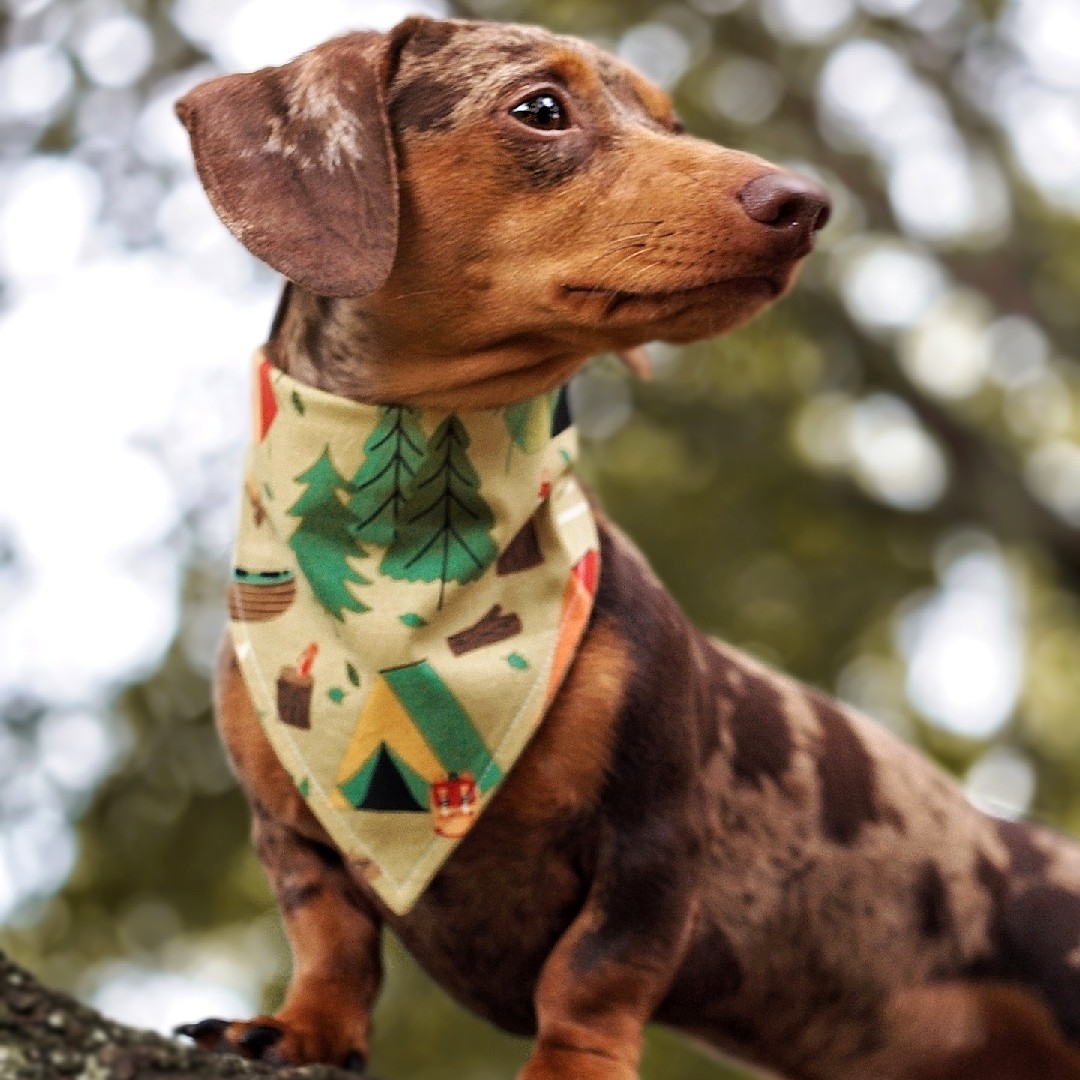 A picture of Pippin, a 5 years old Other dog.