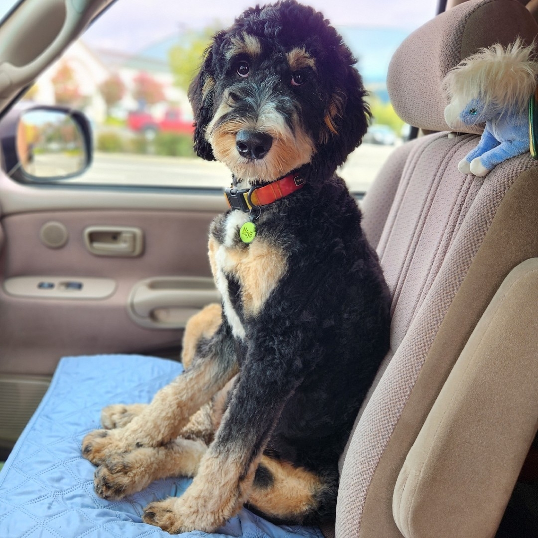 The Store | Fi Smart Dog Collar