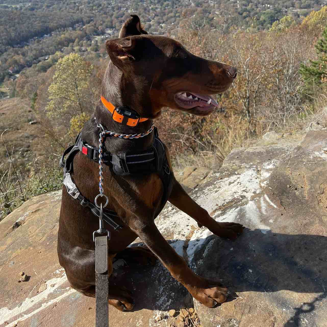 A picture of Kendall Glenn, a 5 years 3 months old Other dog.