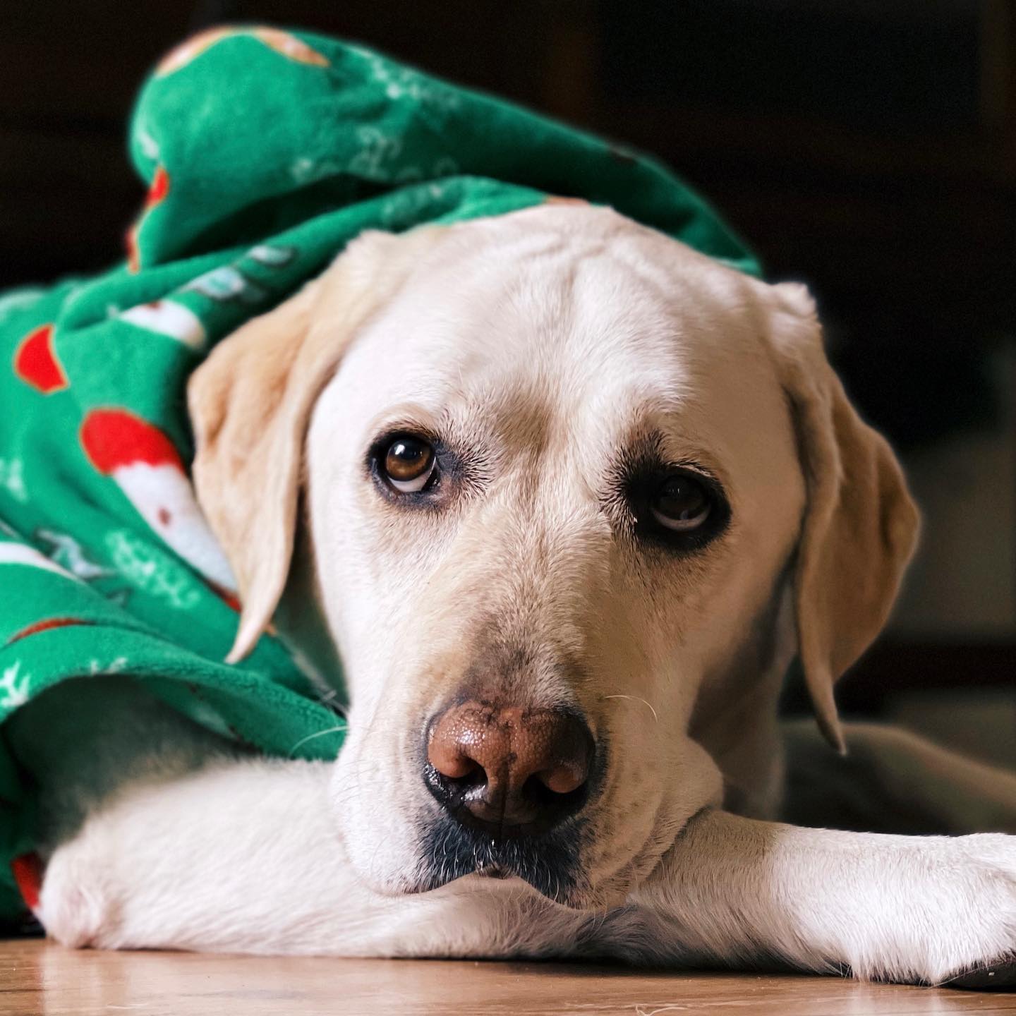 A picture of Lilyfee, a 9 years 6 months old Other dog.