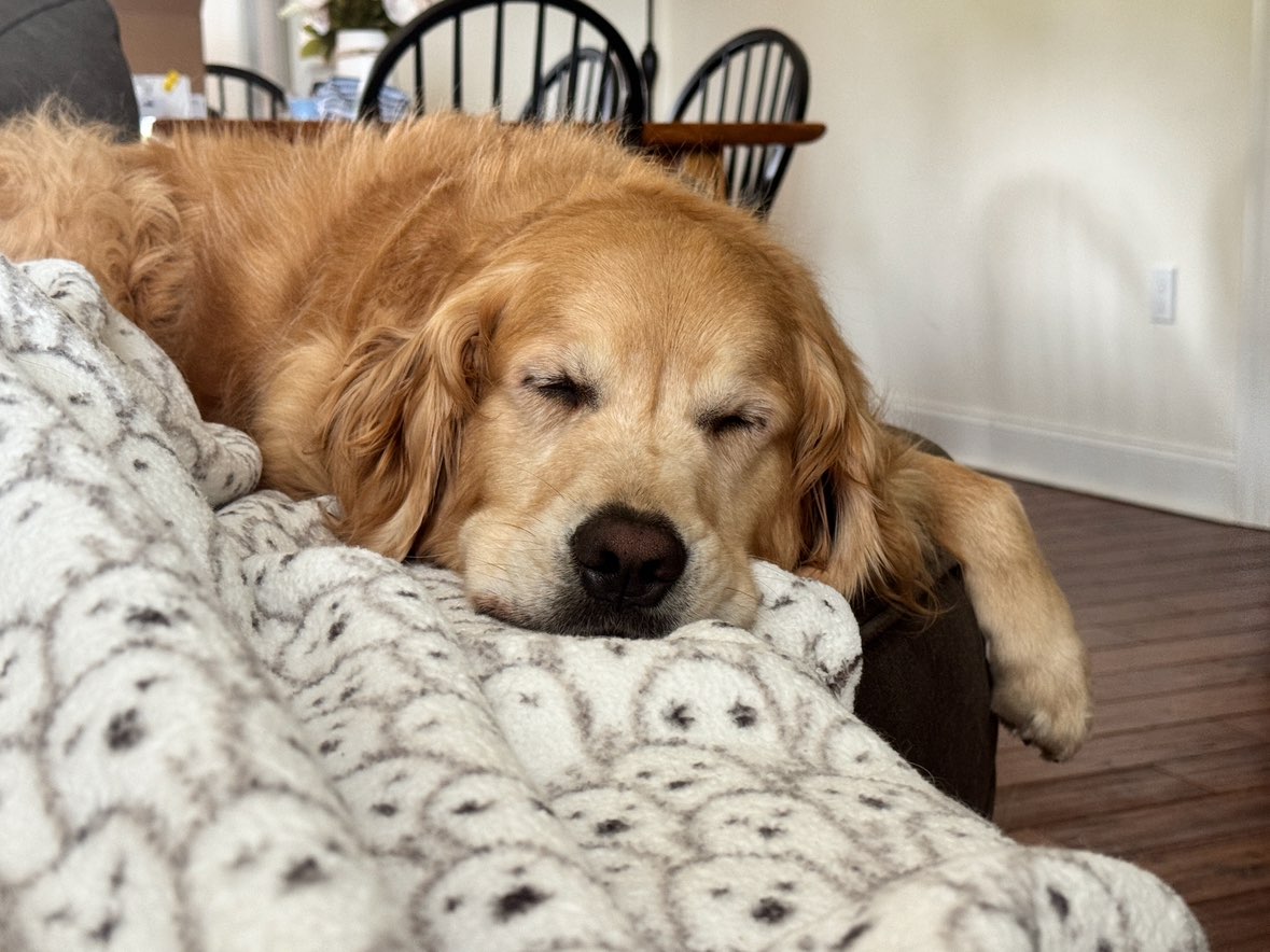 A picture of Teddy Bear, a 4 years 2 months old Other dog.