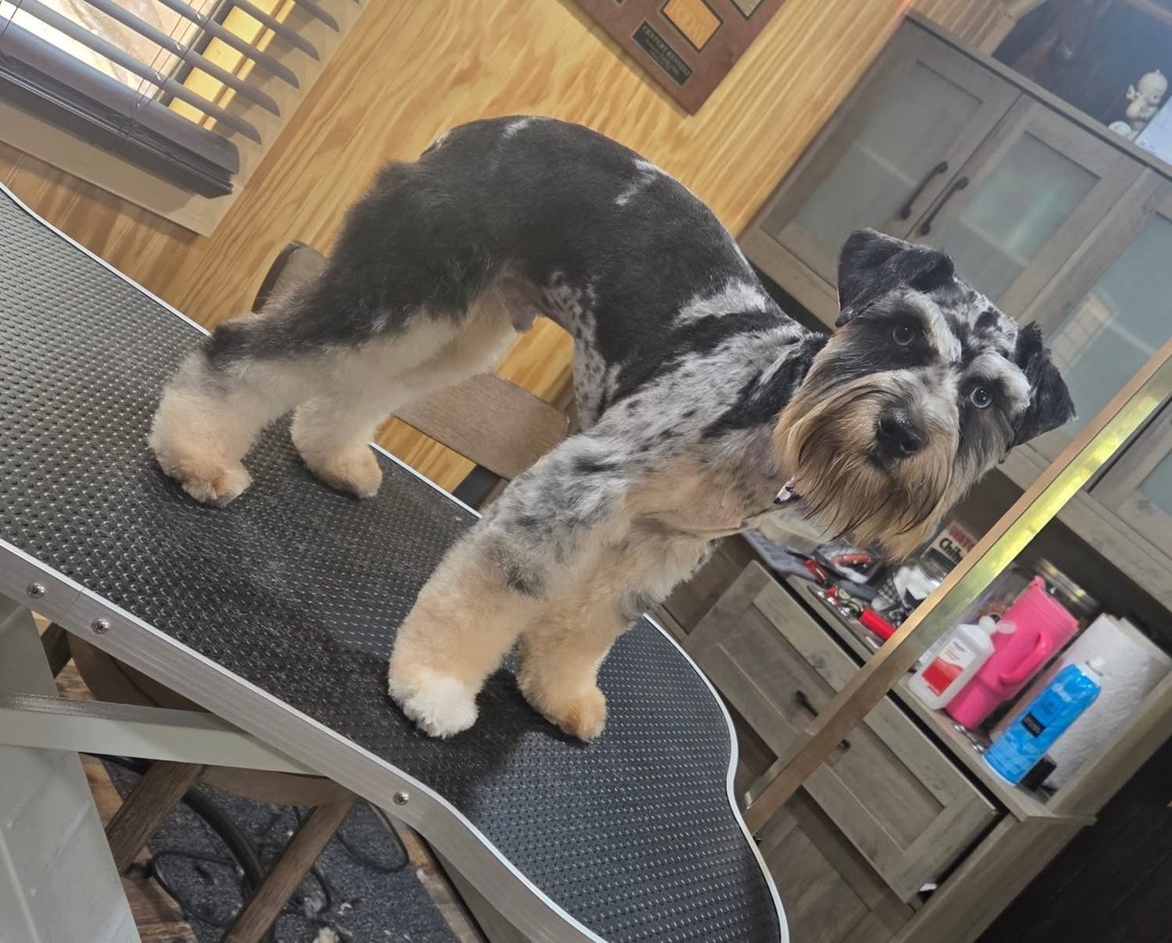 A picture of BeauCephus, a 9 months old Other dog.