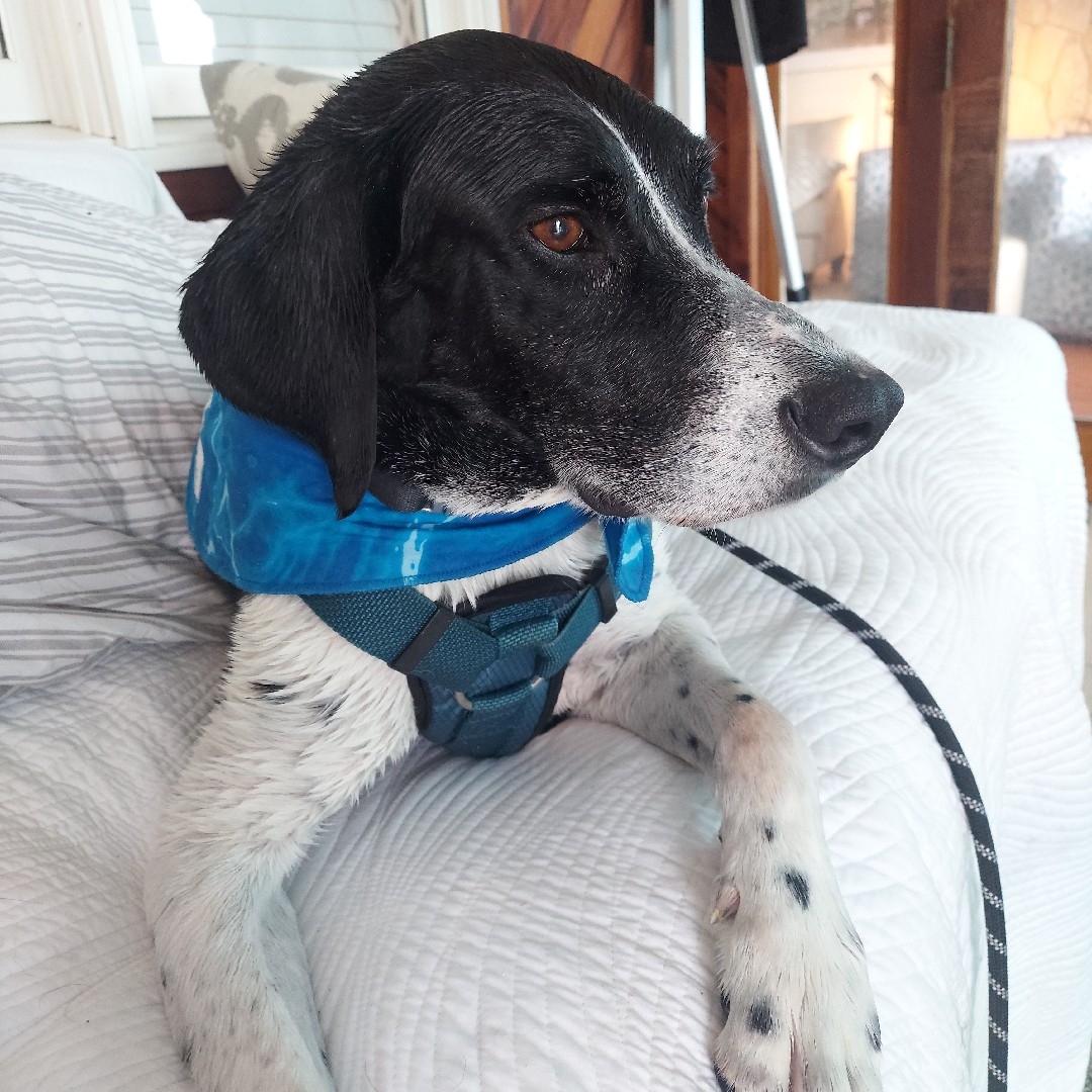 A picture of Hossa, a 10 years 10 months old Other dog.