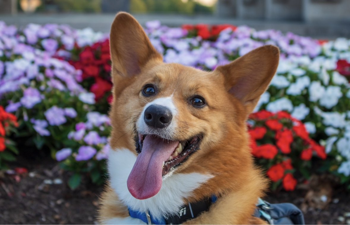 A picture of Bean, a 5 years old Other dog.