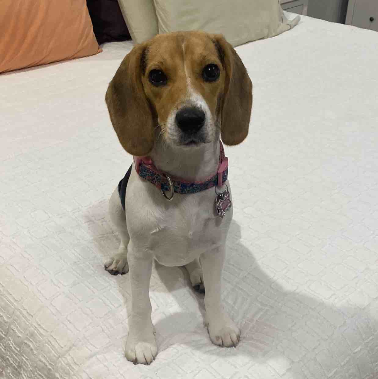 A picture of Pawmer, a 5 years 5 months old Other dog.