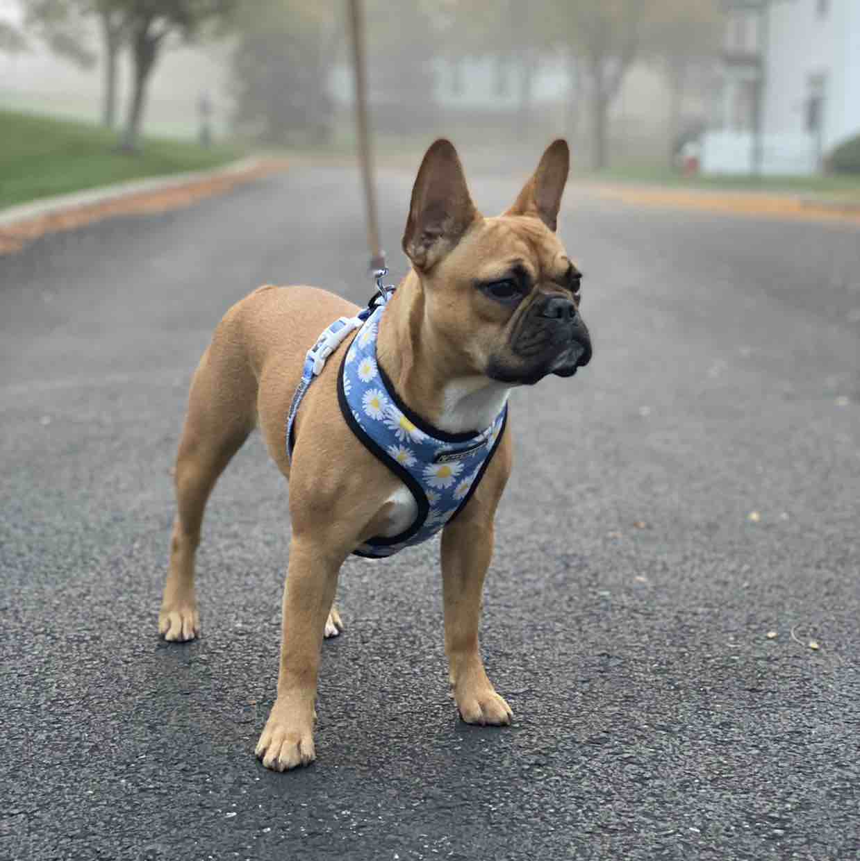 A picture of Canela, a 4 years 5 months old Other dog.