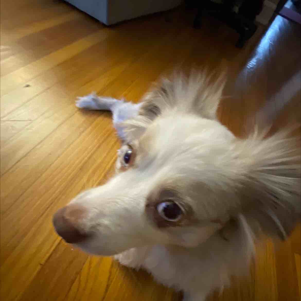 A picture of Casey, a 5 years 8 months old Other dog.