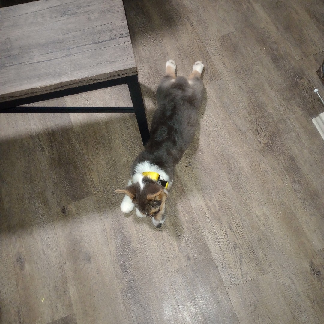 A picture of Poppy, a 2 years 6 months old Other dog.